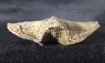 Cyrtospirifer verneuili (MURCHISON 1840) - Bild © FossNet FossilienStore